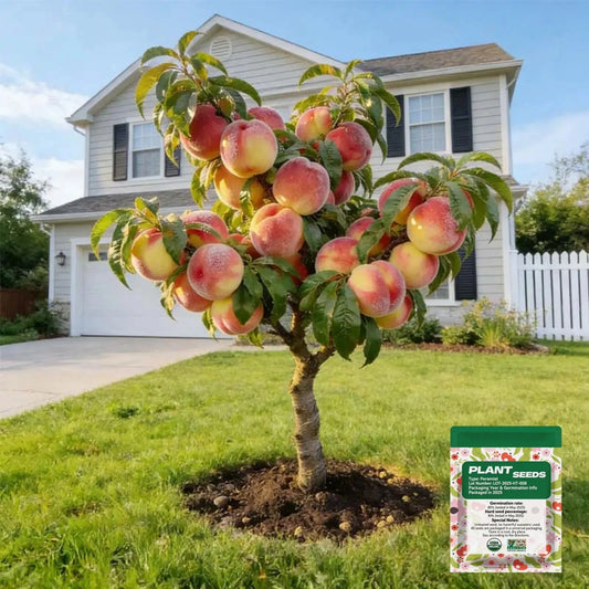 🔥 65K+ SOLD! 🍑 Heirloom "Honey Red" Dwarf Peach Tree